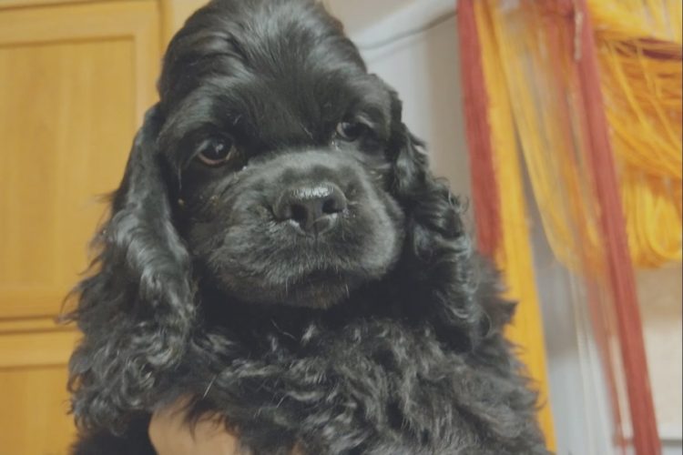 Коронавирус в аэропортах будут искать собаки