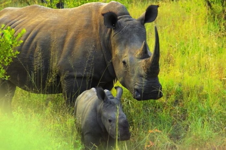 Нацпарки Африки столкнулись с серьезными трудностями