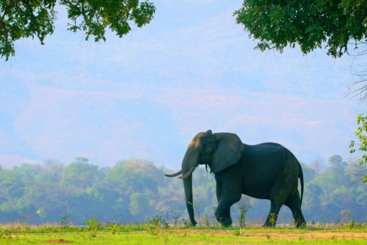 Крах туротрасли может стать причиной краха экономики стран Африки