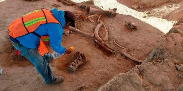 Археологи в Мексике обнаружили останки десятков мамонтов