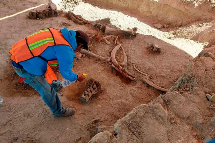 Археологи в Мексике обнаружили останки десятков мамонтов