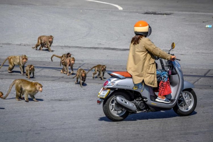 Из-за отсутствия туристов обезьяны Таиланда пришли в бешенство
