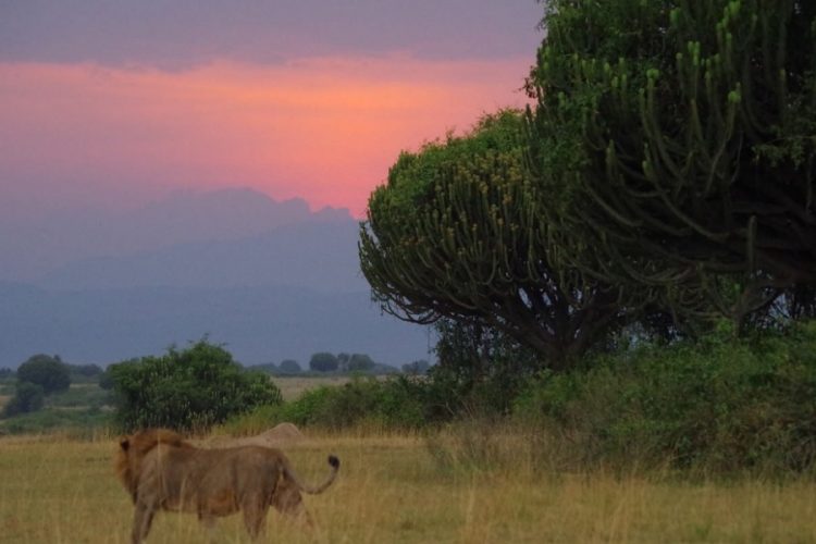 новость 06-06-2020 Уганда снова открывает свои национальные парки