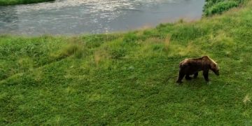 Жители Сочи начали страдать от медведей