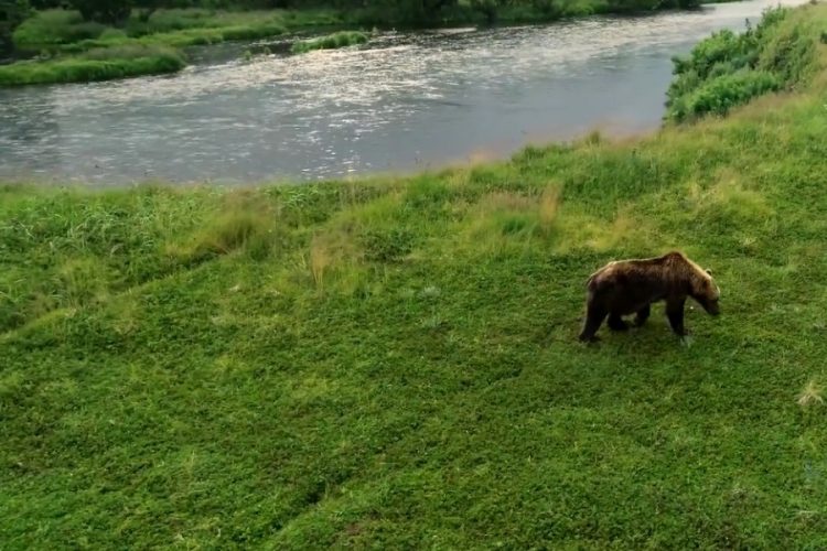 Жители Сочи начали страдать от медведей