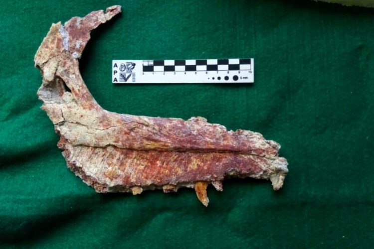 В Патагонии нашли окаменелости нового вида динозавров