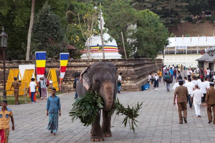 новость 17-07-2020 Шри-Ланка откроется для иностранных туристов 15 августа