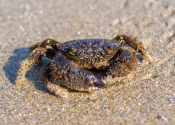 Какой из российских регионов выбирают путешественники (опрос)