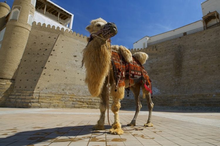 За что Узбекистан будет платить туристам по 3000 долларов?