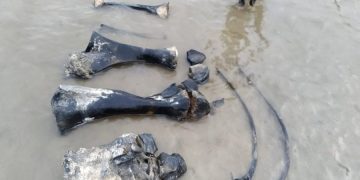 Останки мамонта нашли на Ямале