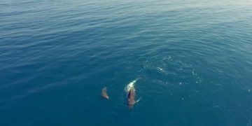 На побережье Крыма нашли изрезанных детенышей дельфинов