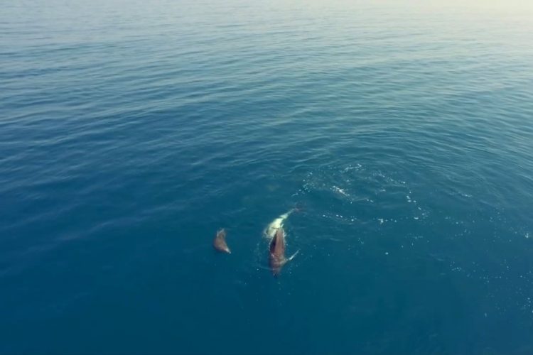 На побережье Крыма нашли изрезанных детенышей дельфинов