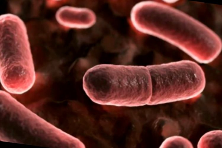 В Китае обнаружили бубонную чуму