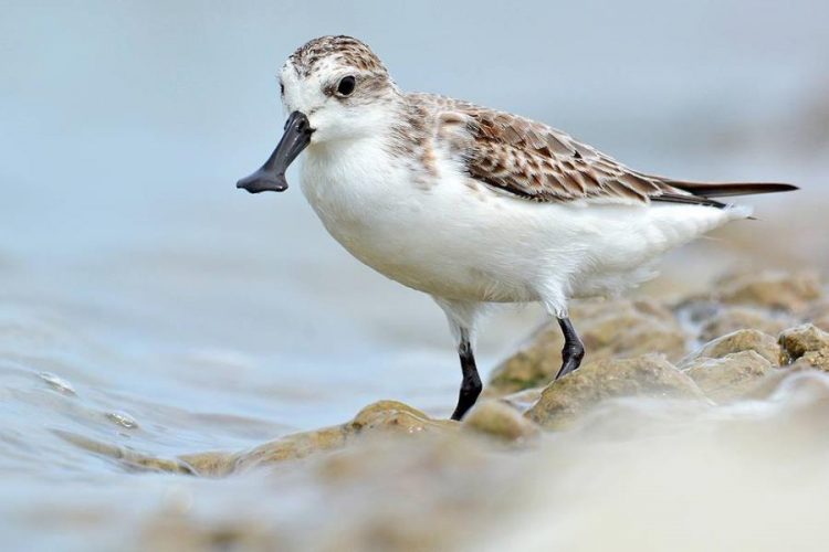 На Чукотке появится особо охраняемая природная территория