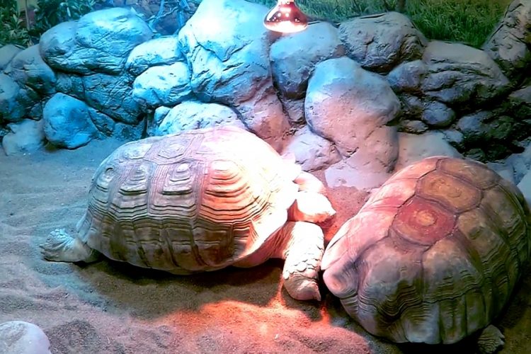 Океанариум Волгограда может закрыться из-за коронавируса