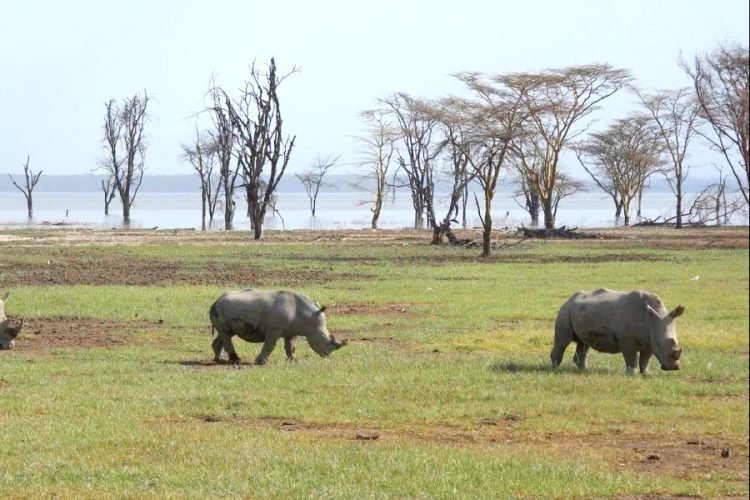 Кения готова принимать россиян без обязательного карантина