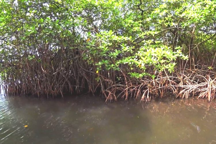 Во Вьетнаме одобрен план строительства туристического города в мангровом лесу