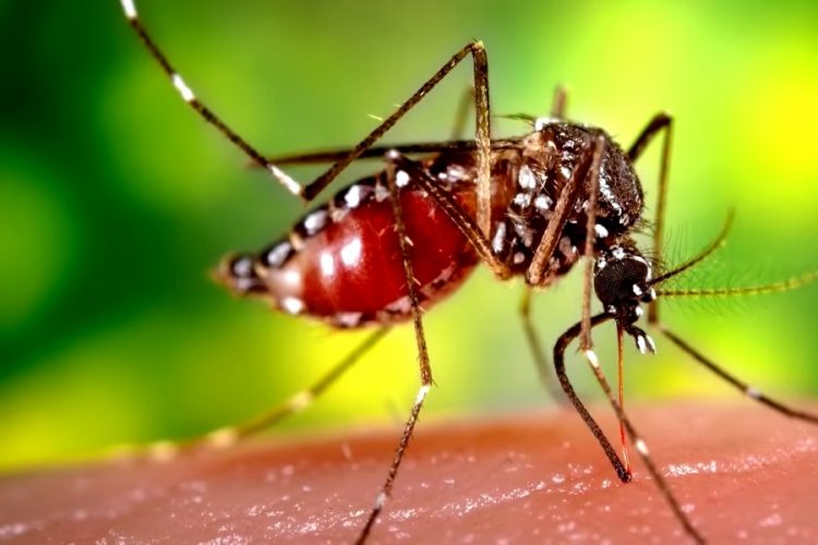 Стамбул страдает от новой напасти