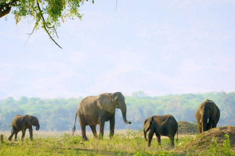 Чиновники Зимбабве отчитались о мерах привлечения туристов. Поедут ли в страну россияне?