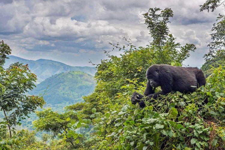 новость 20-10-2020 Власти Уганды просят туристов держаться подальше от горилл и шимпанзе