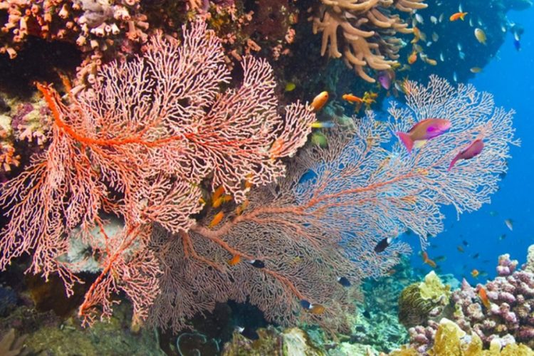 новость 18-10-2020 Большой Барьерный риф потерял 50% своих кораллов