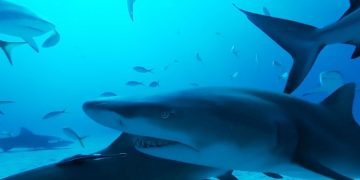 Нападение акулы на туристов в Египте собираются расследовать неожиданным образом