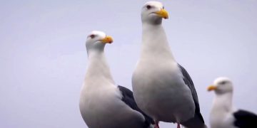 Дальневосточная авиакомпания станет союзом региональных перевозчиков