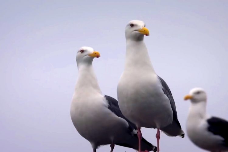 Дальневосточная авиакомпания станет союзом региональных перевозчиков