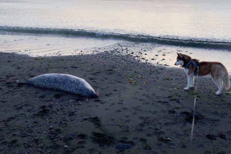 Чем может обернуться для туризма загрязнение прибрежных вод Камчатки?