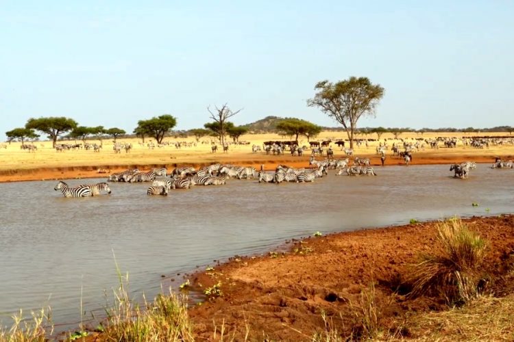 Coral Travel поделился планами по Турции и Танзании на зимний сезон