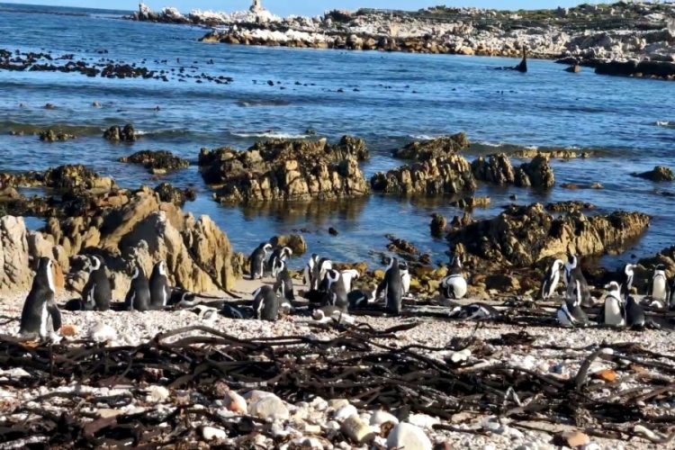 ЮАР остается закрытой для россиян