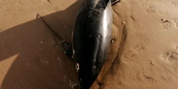 На египетском курорте нашли 11 мертвых дельфинов