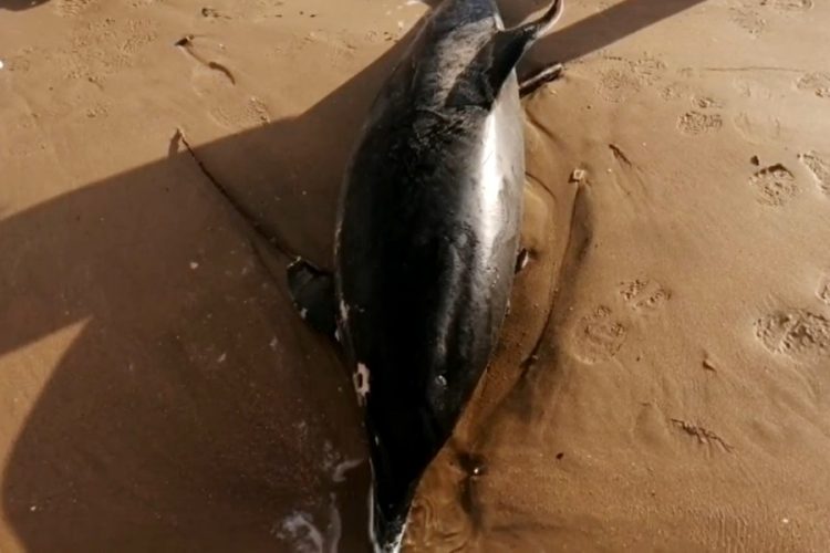 На египетском курорте нашли 11 мертвых дельфинов