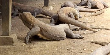 Из индонезийского парка Комодо сделают Парк Юрского периода