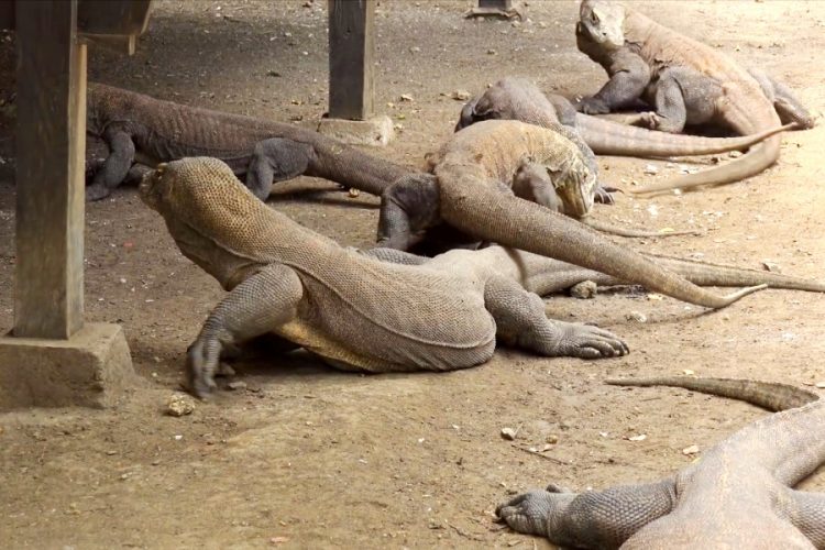 Из индонезийского парка Комодо сделают Парк Юрского периода