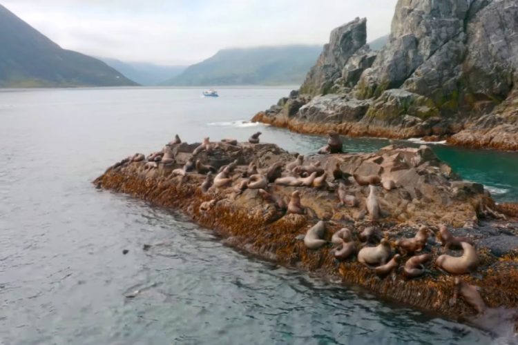 Появились первые результаты проверок причин катастрофы на Камчатке