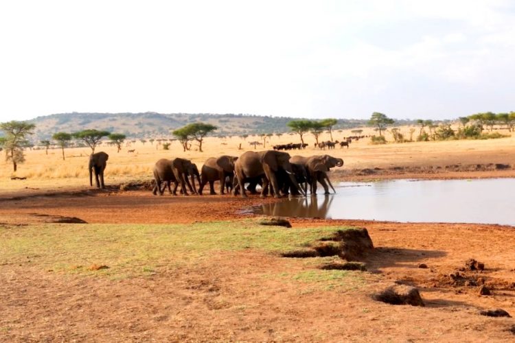 Интурист расширил предложения по турам в Танзанию