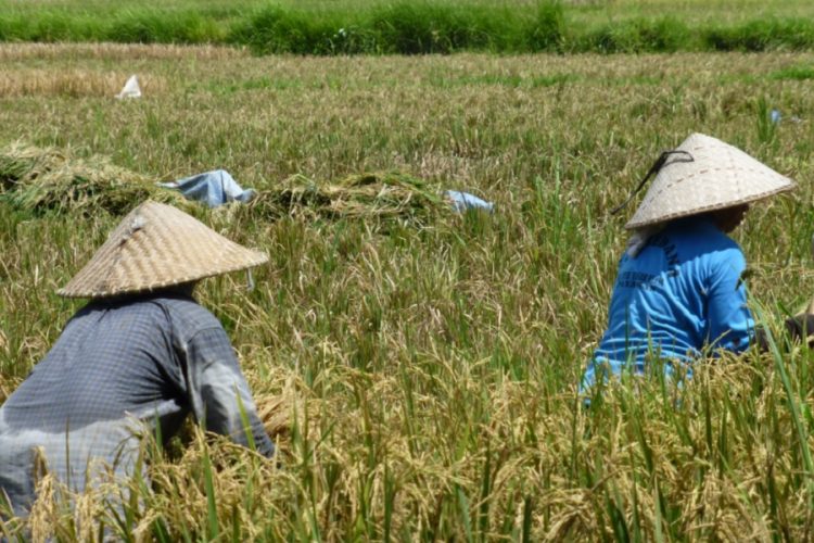 новость 14-11-2020 Сотрудники туристических фирм идут работать с сельское хозяйство