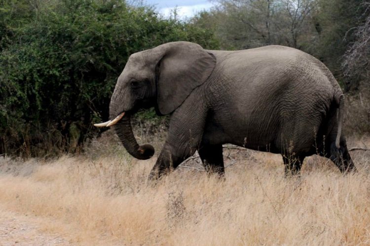 Насколько популярными будут открывшиеся африканские страны?