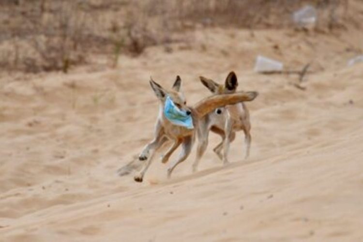В Израиле бьют тревогу: животные в заповедниках страдают от масок