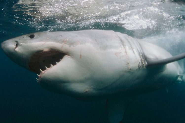 новость 06-12-2020 В районе Марса-Алам акула растерзала туристку