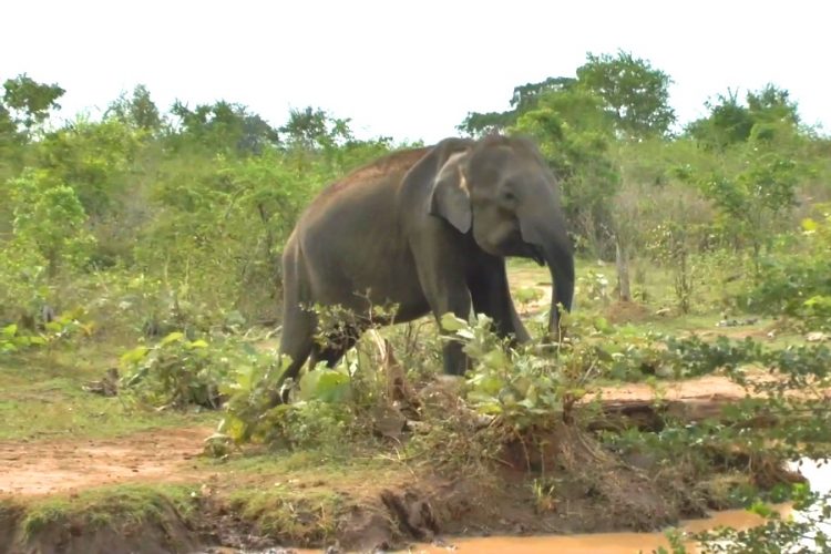 Шри-Ланка готовит хорошие новости для туристов