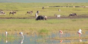 Страховки умершего в Танзании туриста едва хватило на репатриацию