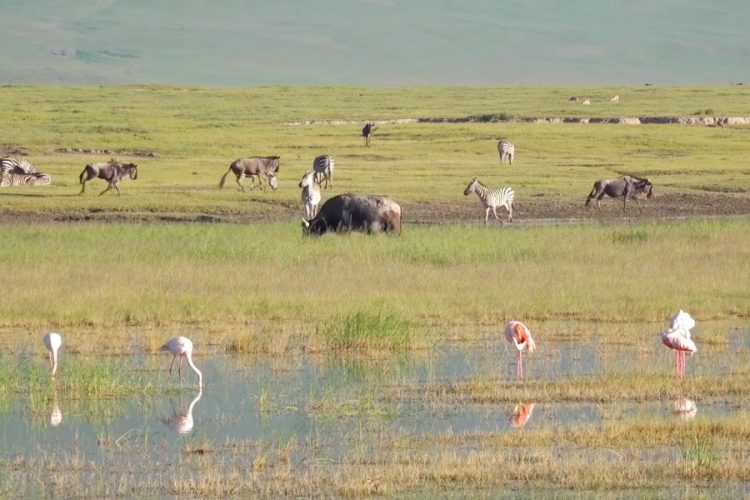 Страховки умершего в Танзании туриста едва хватило на репатриацию
