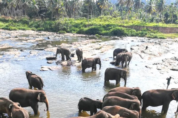 Распространяется неправдивая информация о рейсах с россиянами на Шри-Ланку