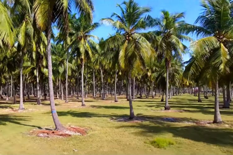 На Шри-Ланку вскоре полетят чартерные рейсы
