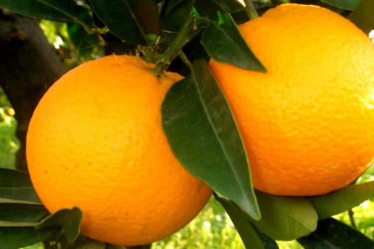 Четверо мужчин съели 30 кг апельсинов, чтобы не платить за багаж