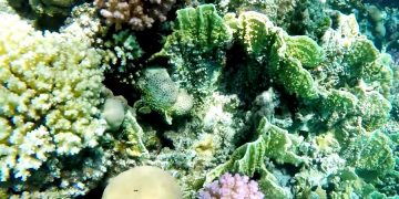 Стало известно, когда появится ЖД дорога, соединяющая Красное море со Средиземным