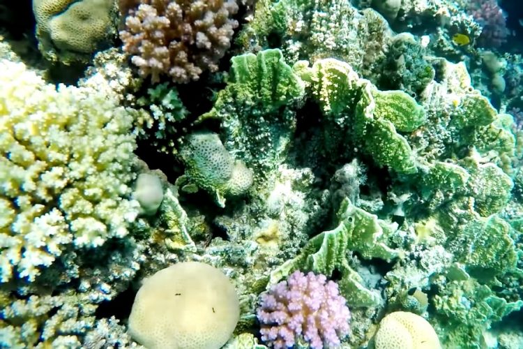 Стало известно, когда появится ЖД дорога, соединяющая Красное море со Средиземным
