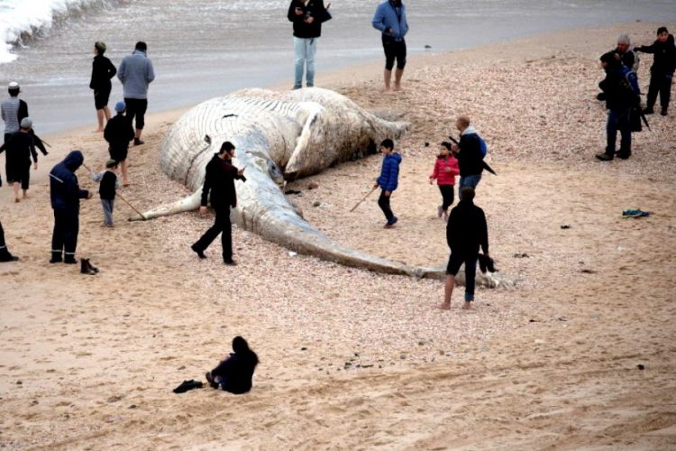 Пляжи Израиля залило нефтью